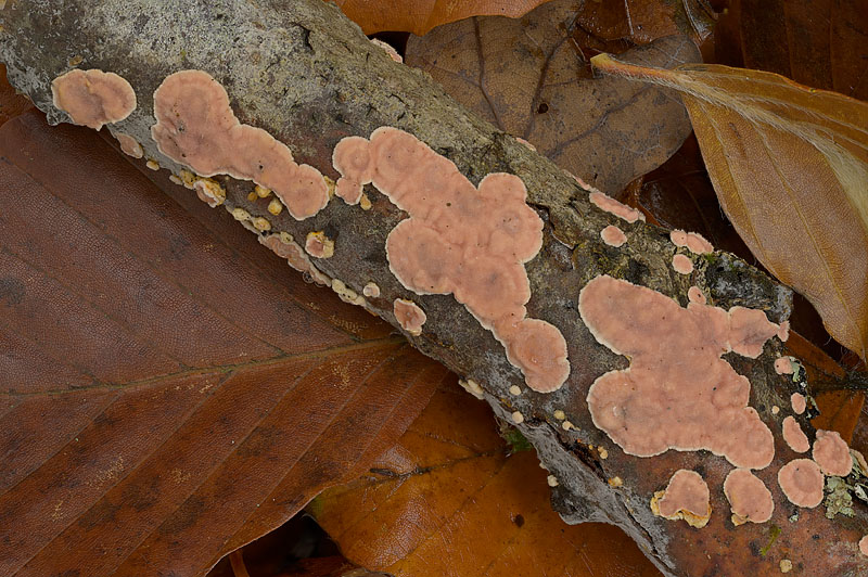 Aleurodiscus wakefieldiae